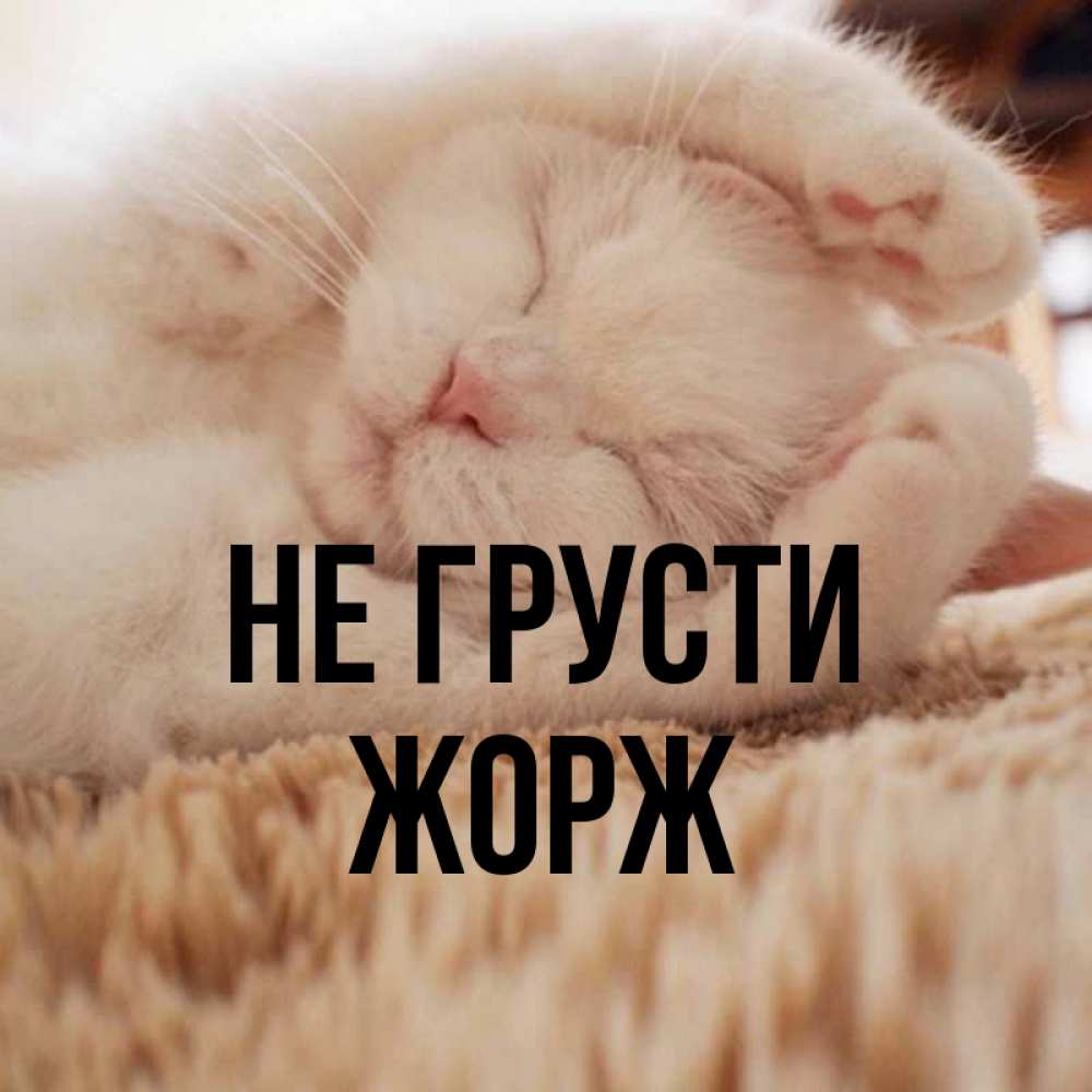 Открытка на каждый день с именем, Жорж Не грусти Котенок спит Прикольная открытка с пожеланием онлайн скачать бесплатно 
