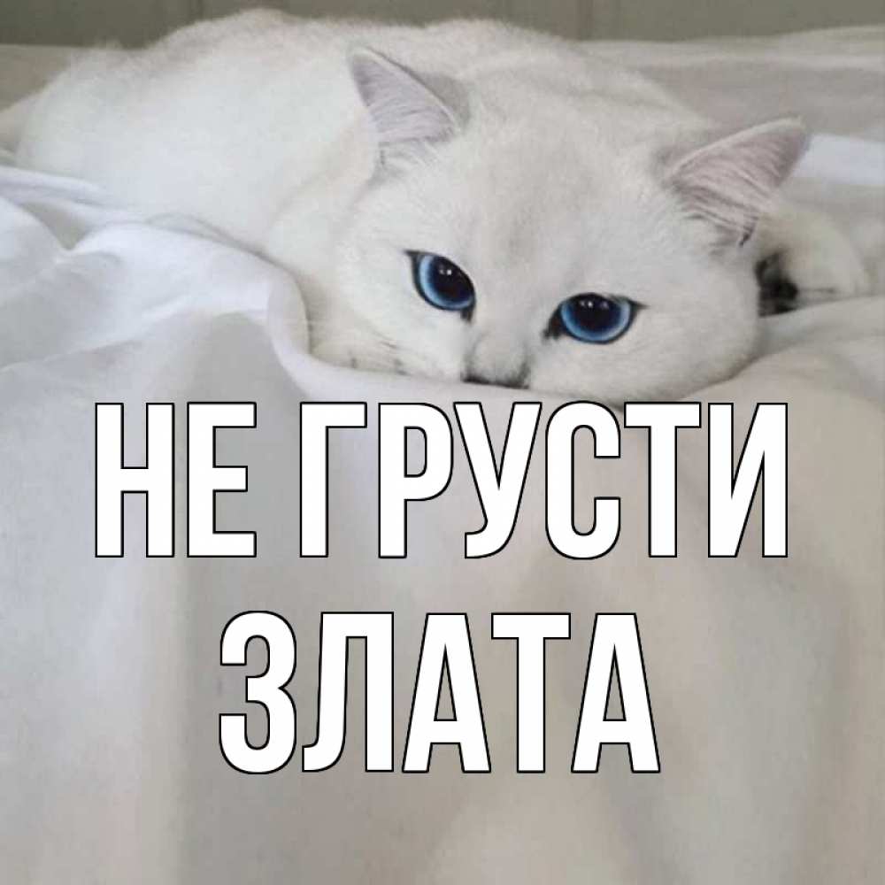 Открытка на каждый день с именем, Злата Не грусти белый кот с голубыми глазами на белоснежной кровати Прикольная открытка с пожеланием онлайн скачать бесплатно 