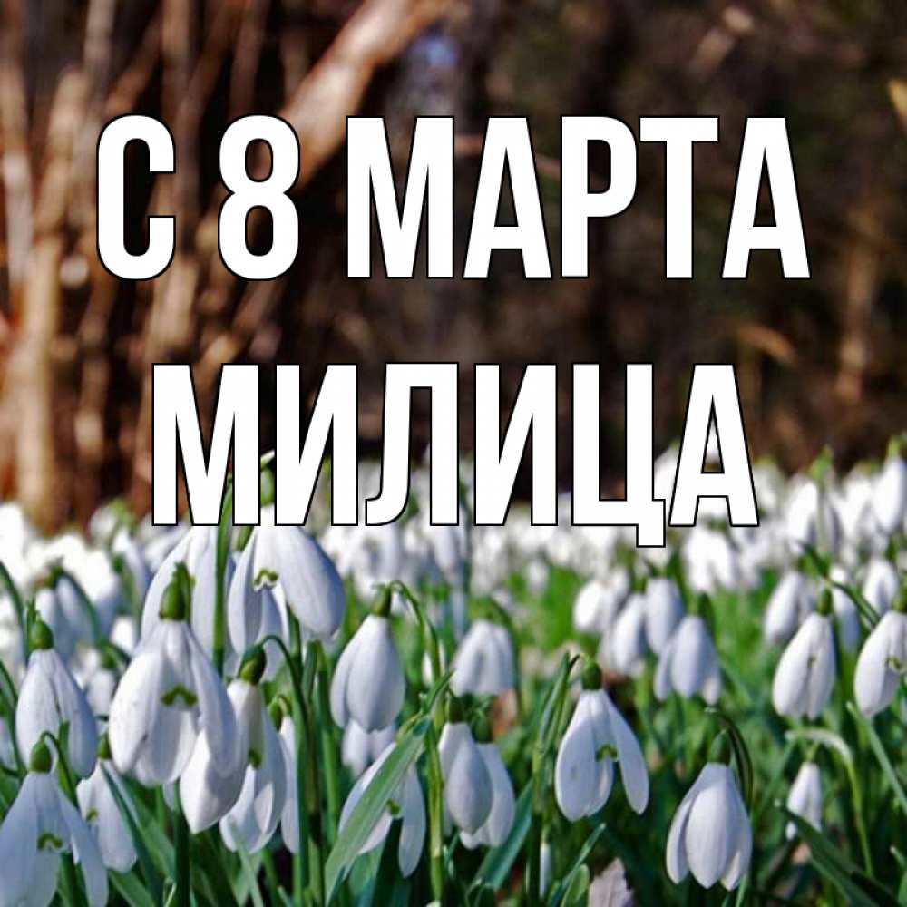 Открытка на каждый день с именем, Милица С 8 МАРТА с подснежниками 1 Прикольная открытка с пожеланием онлайн скачать бесплатно 