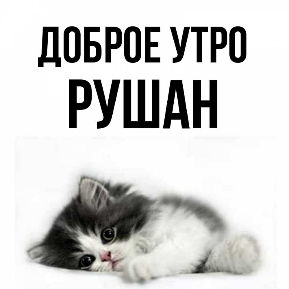Открытка на каждый день с именем, Рушан Доброе утро кот лапки Прикольная открытка с пожеланием онлайн скачать бесплатно 