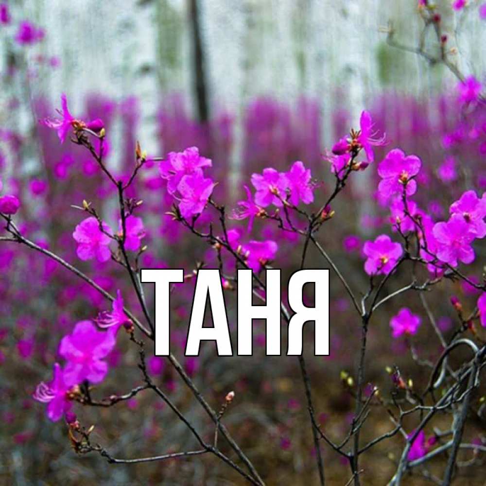 Открытка на каждый день с именем, Таня Главная дикие цветы Прикольная открытка с пожеланием онлайн скачать бесплатно 