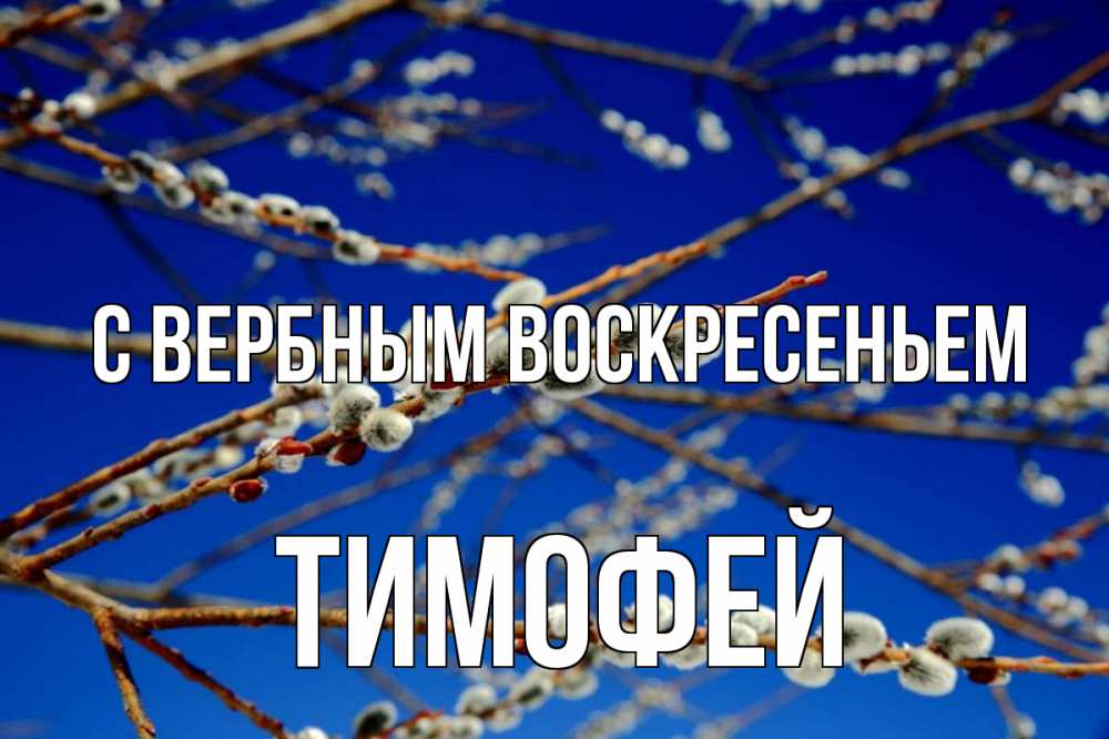 Открытка на каждый день с именем, Тимофей С вербным воскресеньем верба Прикольная открытка с пожеланием онлайн скачать бесплатно 
