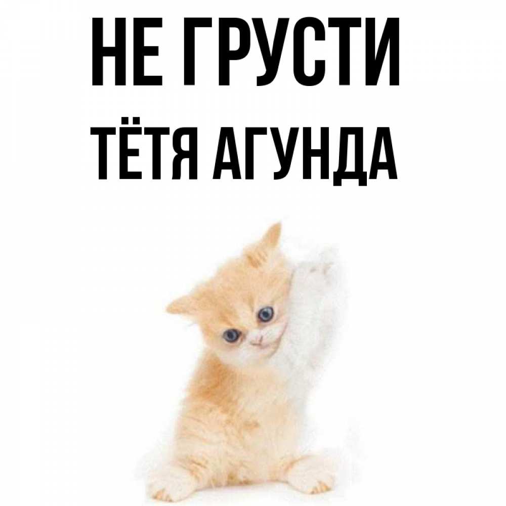 Открытка на каждый день с именем, Тётя-Агунда Не грусти просящий кот Прикольная открытка с пожеланием онлайн скачать бесплатно 