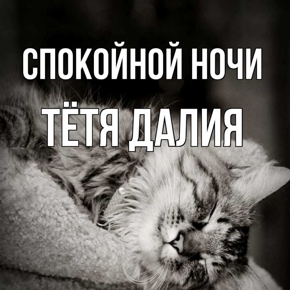 Открытка на каждый день с именем, Тётя-Далия Спокойной ночи котярик пушистый Прикольная открытка с пожеланием онлайн скачать бесплатно 