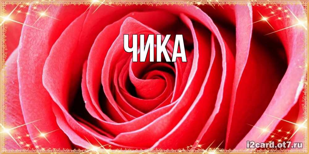 Открытка на каждый день с именем, Чика Главная розовая роза очень крупный бутон Прикольная открытка с пожеланием онлайн скачать бесплатно 