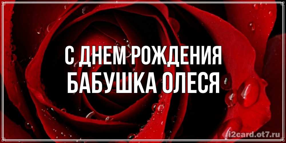 Открытка на каждый день с именем, Бабушка-Олеся С днем рождения крупная бордовая роза Прикольная открытка с пожеланием онлайн скачать бесплатно 
