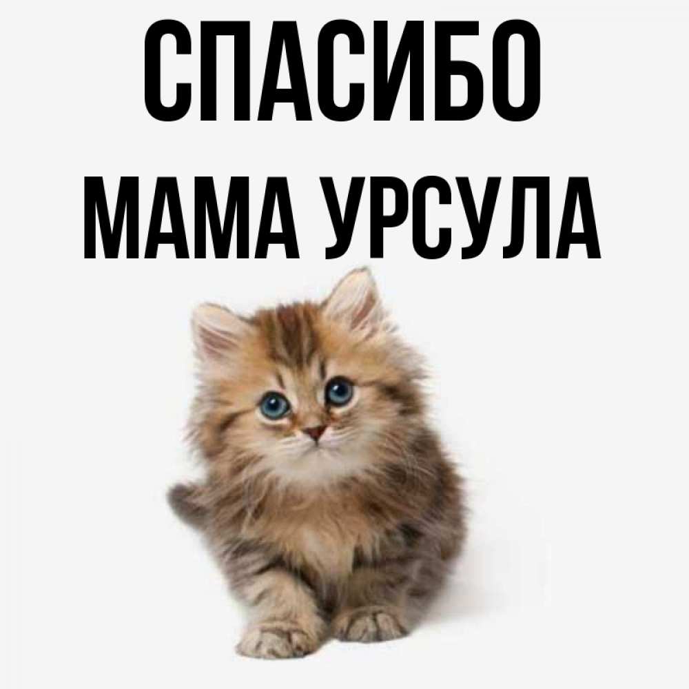 Открытка на каждый день с именем, Мама-Урсула Спасибо пушистый котик Прикольная открытка с пожеланием онлайн скачать бесплатно 