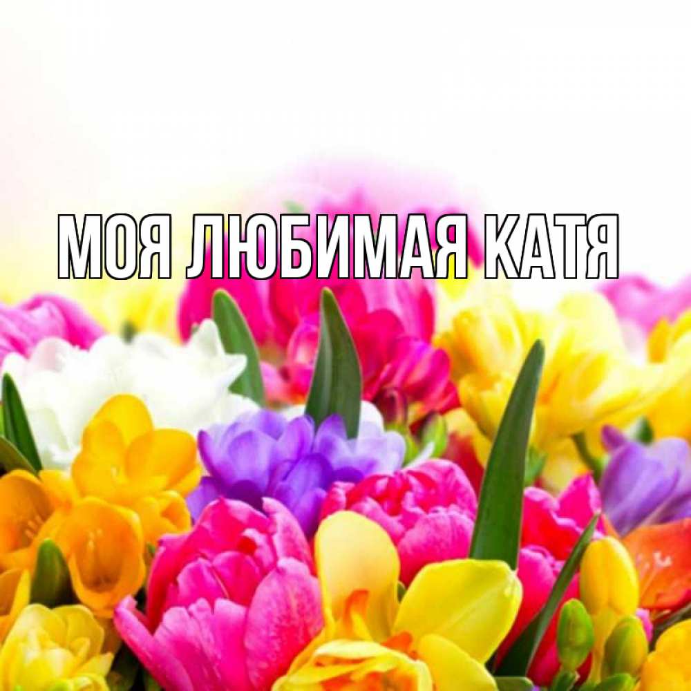 Открытка на каждый день с именем, Моя-любимая-Катя Главная тюльпаны Прикольная открытка с пожеланием онлайн скачать бесплатно 