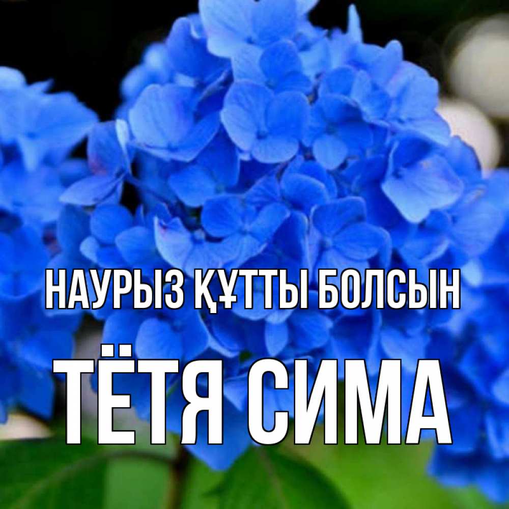 Открытка на каждый день с именем, Тётя-Сима Наурыз құтты болсын синие цветы Прикольная открытка с пожеланием онлайн скачать бесплатно 