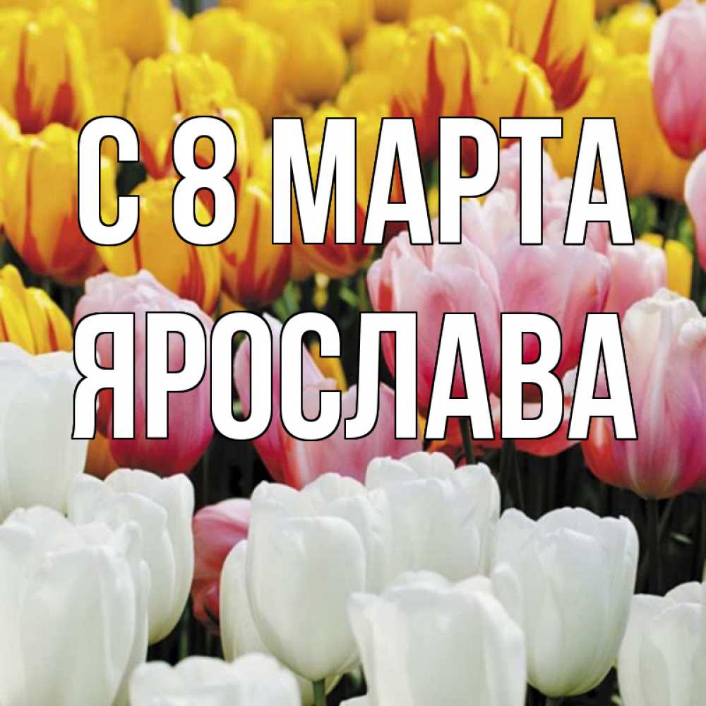 Открытка на каждый день с именем, Ярослава С 8 марта разноцветные цветы Прикольная открытка с пожеланием онлайн скачать бесплатно 