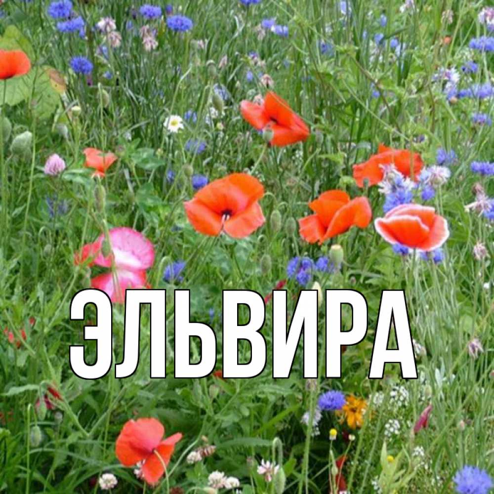 Цветы для эльвиры картинки