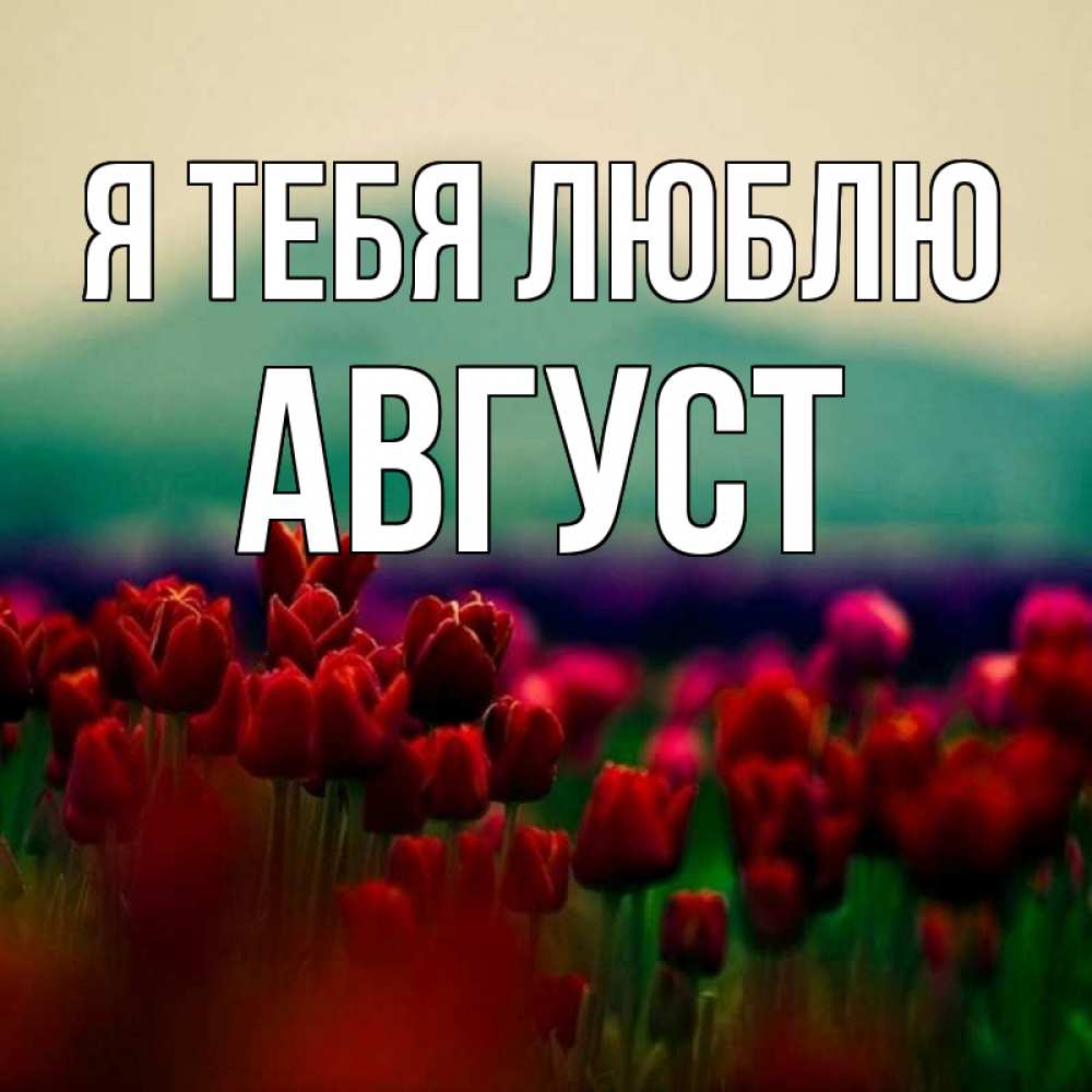 Открытка на каждый день с именем, Август Я тебя люблю тюльпаны 4 Прикольная открытка с пожеланием онлайн скачать бесплатно 