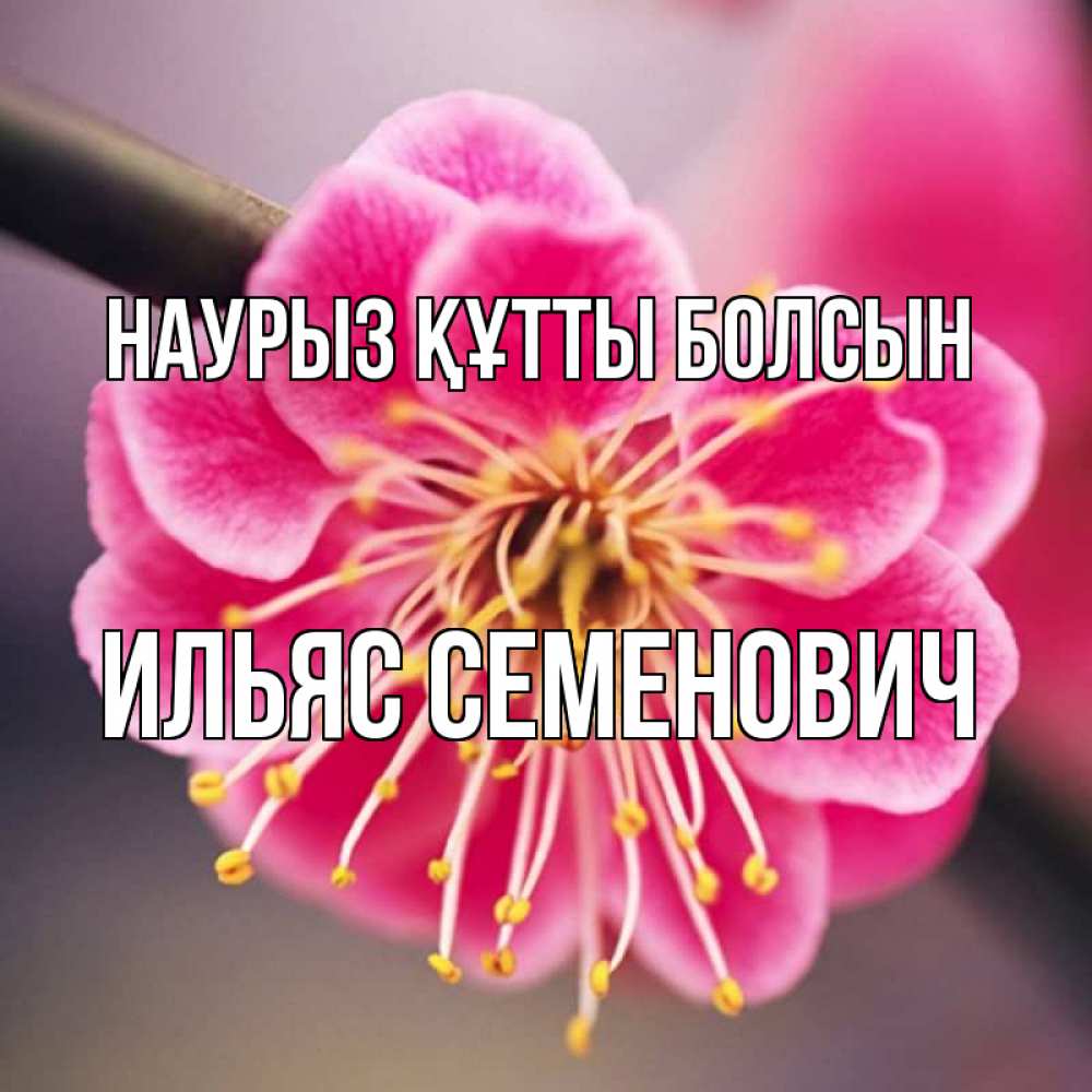 Картинка Наурыз құтты болсын, Ильяс Семенович