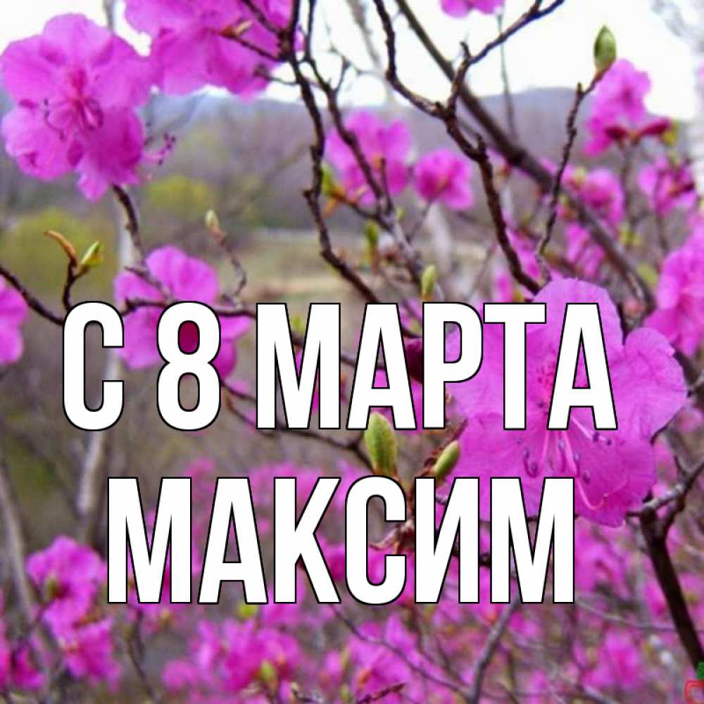 Открытка на каждый день с именем, Максим С 8 МАРТА международный женский день Прикольная открытка с пожеланием онлайн скачать бесплатно 
