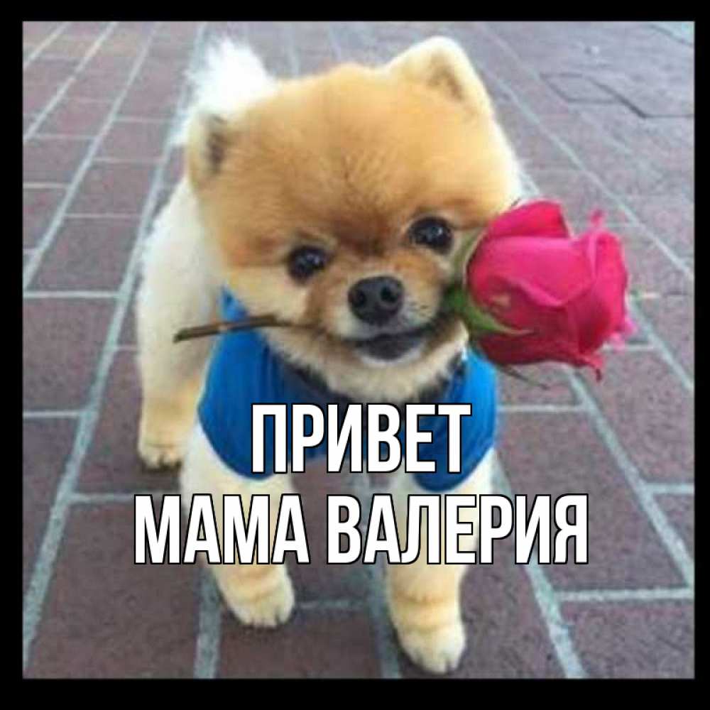 Открытка на каждый день с именем, Мама-Валерия Привет роза в зубах у собаки Прикольная открытка с пожеланием онлайн скачать бесплатно 