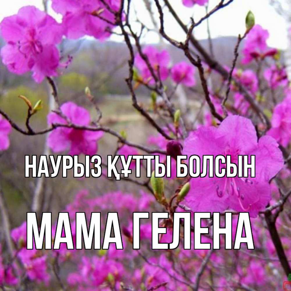 Открытка на каждый день с именем, Мама-Гелена Наурыз құтты болсын наурыз мейрамы кутты болсын Прикольная открытка с пожеланием онлайн скачать бесплатно 