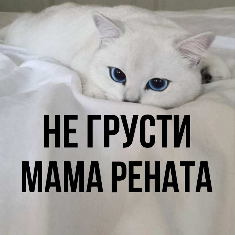 Открытка на каждый день с именем, Мама-Рената Не грусти Голубоглазая кошка Прикольная открытка с пожеланием онлайн скачать бесплатно 