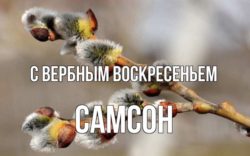 Открытка на каждый день с именем, Самсон С вербным воскресеньем Верба Прикольная открытка с пожеланием онлайн скачать бесплатно 