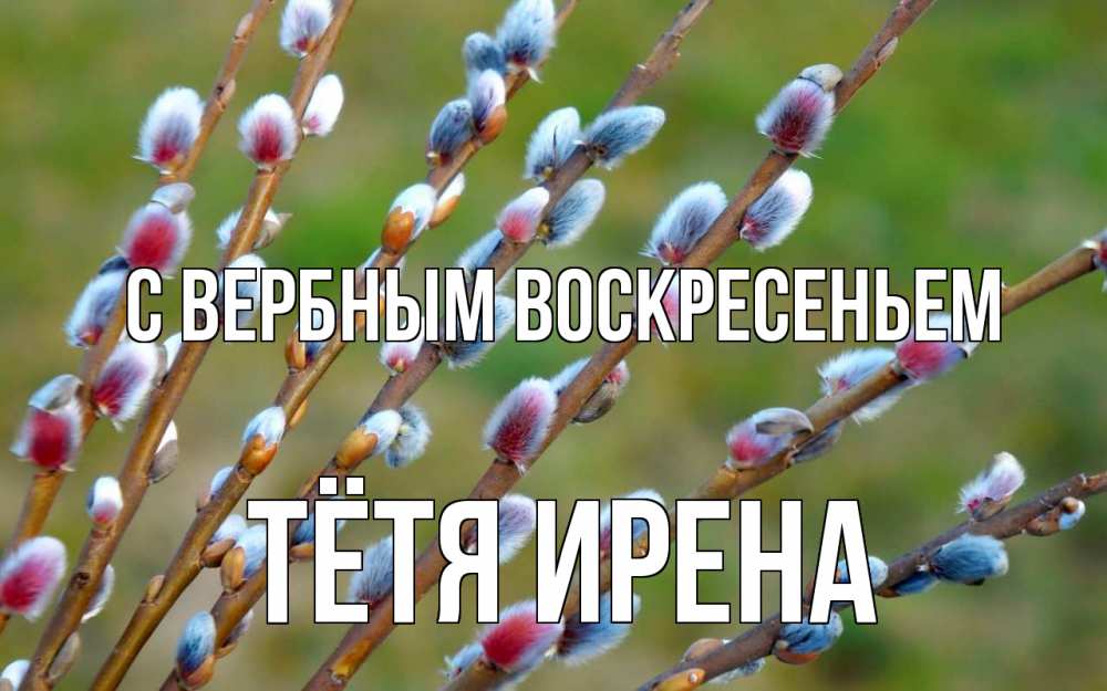 Открытка на каждый день с именем, Тётя-Ирена С вербным воскресеньем верба Прикольная открытка с пожеланием онлайн скачать бесплатно 