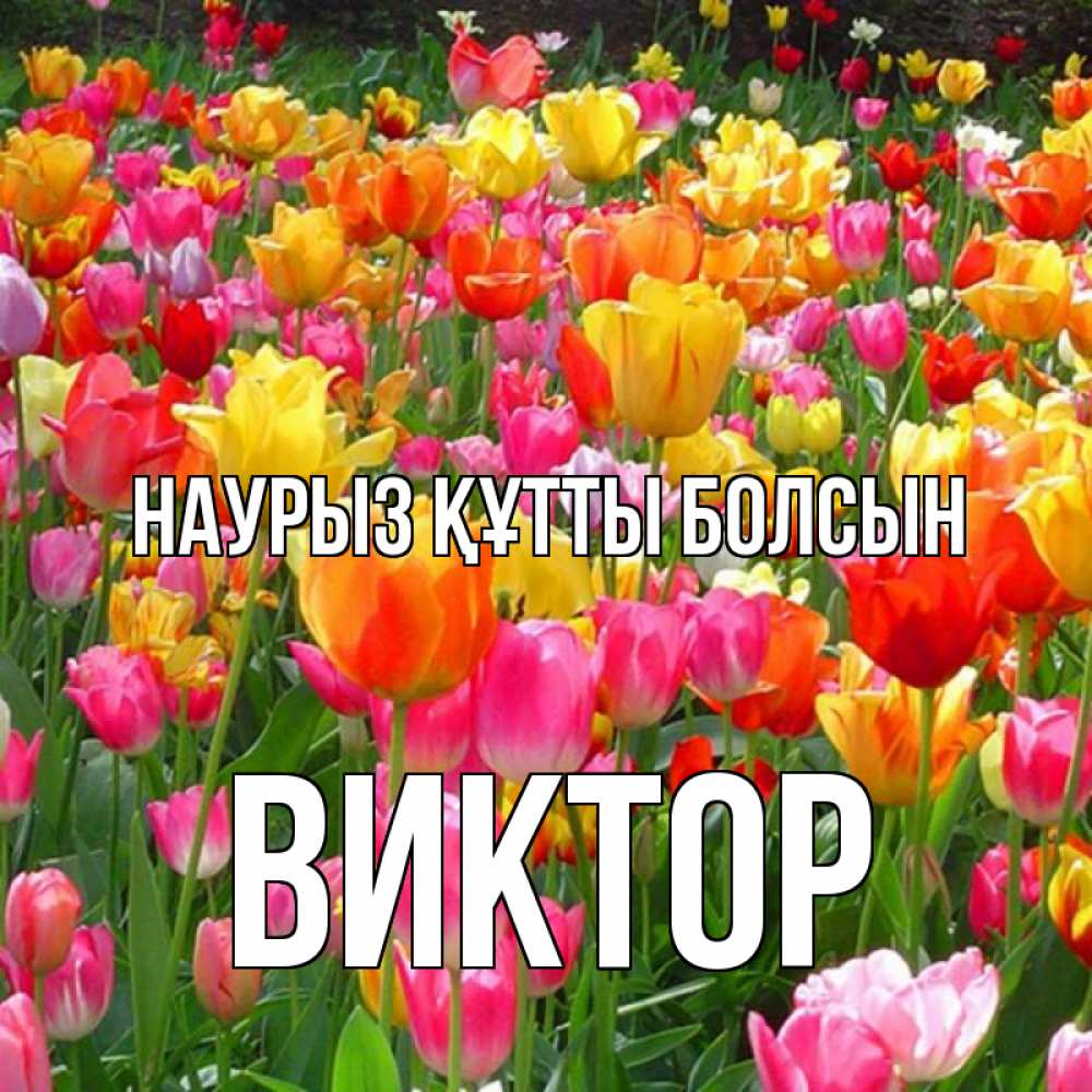 Открытка на каждый день с именем, Виктор Наурыз құтты болсын на наурыз  ура ура Прикольная открытка с пожеланием онлайн скачать бесплатно 