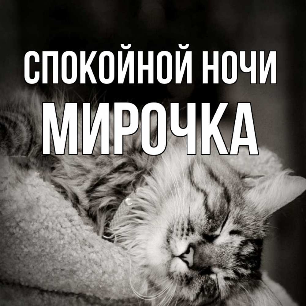 Открытка на каждый день с именем, МИРОЧКА Спокойной ночи котярик пушистый Прикольная открытка с пожеланием онлайн скачать бесплатно 