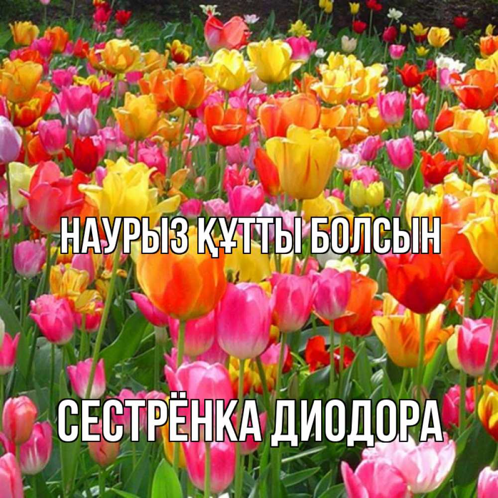 Открытка на каждый день с именем, Сестрёнка-Диодора Наурыз құтты болсын на наурыз  ура ура Прикольная открытка с пожеланием онлайн скачать бесплатно 