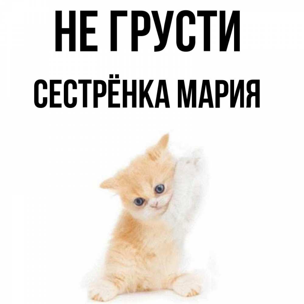 Открытка на каждый день с именем, Сестрёнка-Мария Не грусти просящий кот Прикольная открытка с пожеланием онлайн скачать бесплатно 