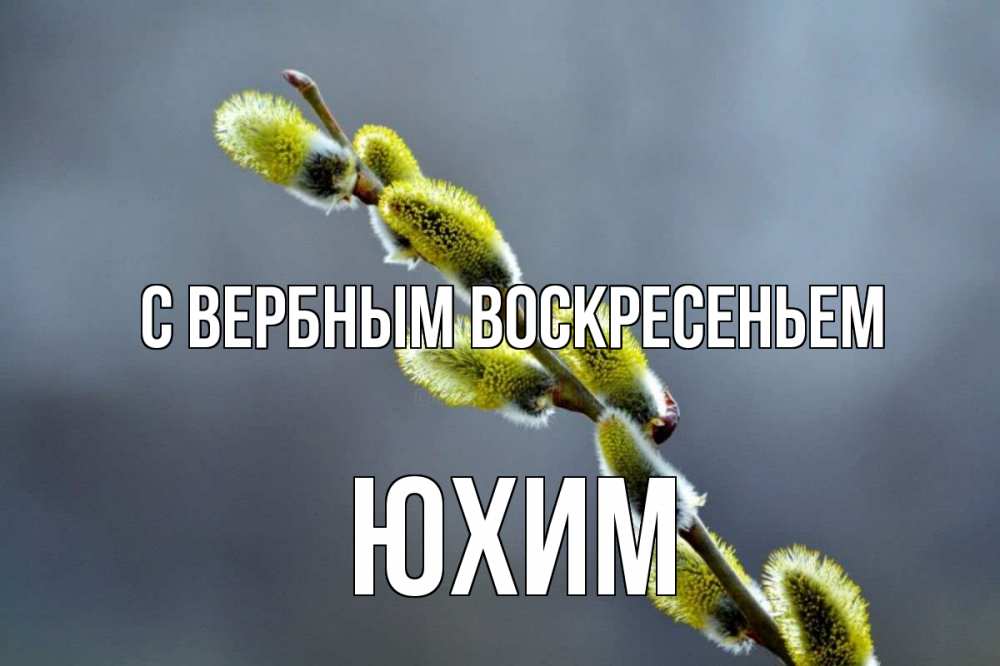 Открытка на каждый день с именем, Юхим С вербным воскресеньем верба Прикольная открытка с пожеланием онлайн скачать бесплатно 