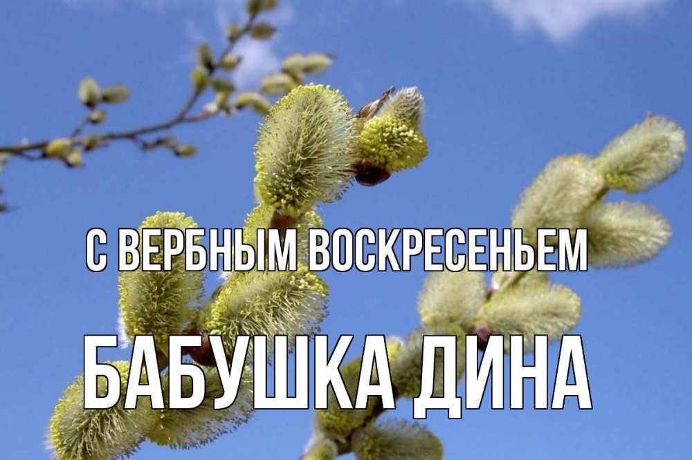 Открытка на каждый день с именем, Бабушка-Дина С вербным воскресеньем верба Прикольная открытка с пожеланием онлайн скачать бесплатно 