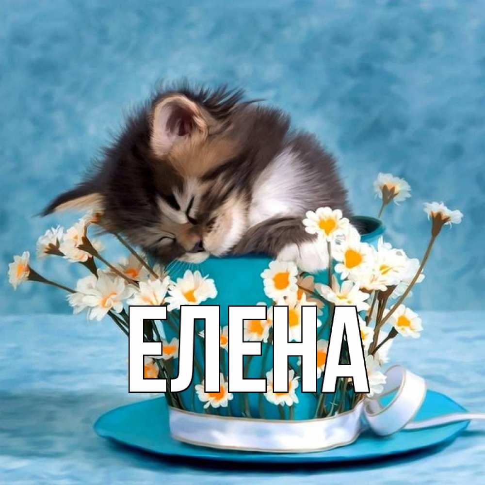 Открытка на каждый день с именем, Елена Главная котенок спит в кружке с блюдцем Прикольная открытка с пожеланием онлайн скачать бесплатно 