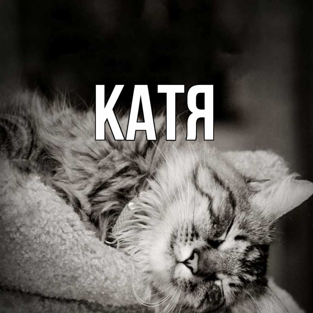 Открытка на каждый день с именем, Катя Главная котярик пушистый Прикольная открытка с пожеланием онлайн скачать бесплатно 