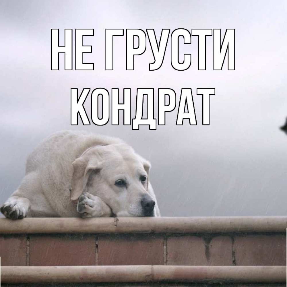 Открытка на каждый день с именем, Кондрат Не грусти белый пес 1 Прикольная открытка с пожеланием онлайн скачать бесплатно 