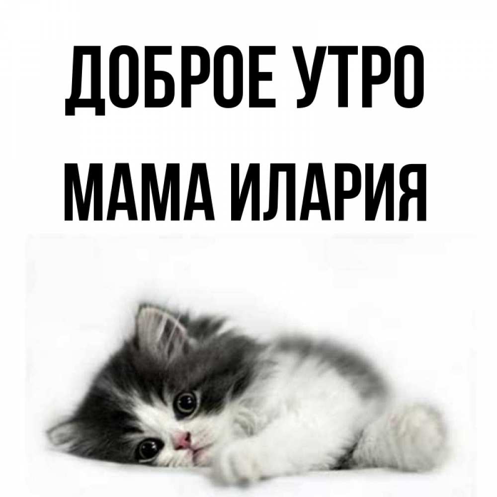 Открытка на каждый день с именем, Мама-Илария Доброе утро кот лапки Прикольная открытка с пожеланием онлайн скачать бесплатно 