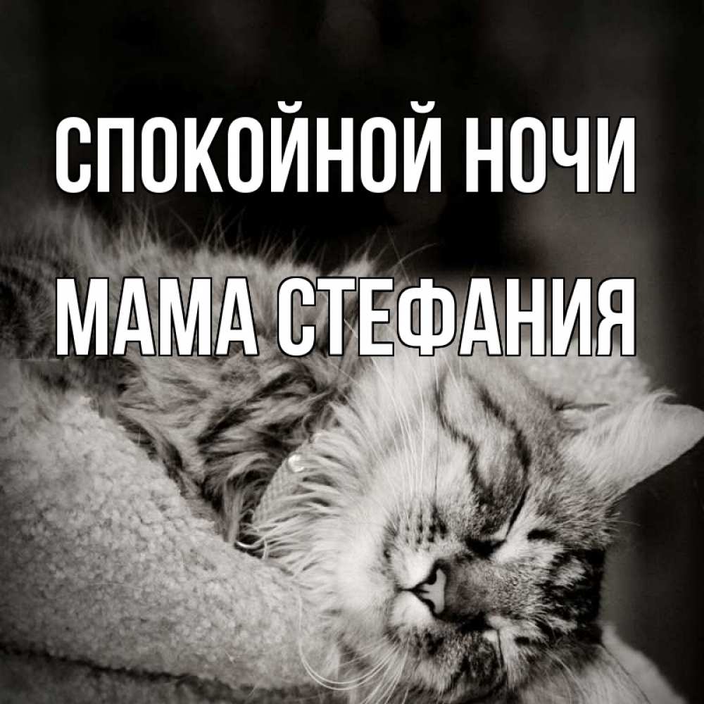 Открытка на каждый день с именем, Мама-Стефания Спокойной ночи котярик пушистый Прикольная открытка с пожеланием онлайн скачать бесплатно 