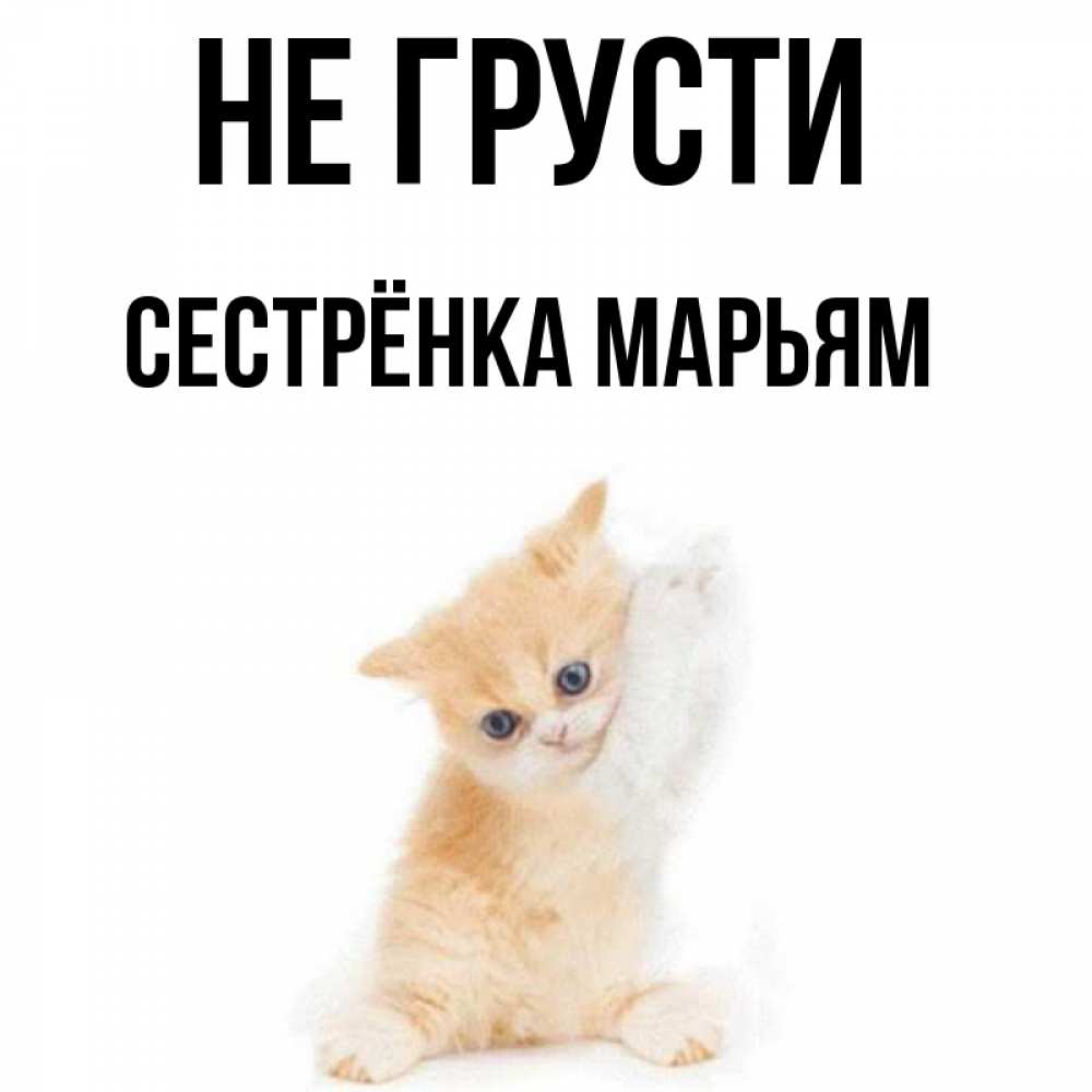 Открытка на каждый день с именем, Сестрёнка-Марьям Не грусти просящий кот Прикольная открытка с пожеланием онлайн скачать бесплатно 