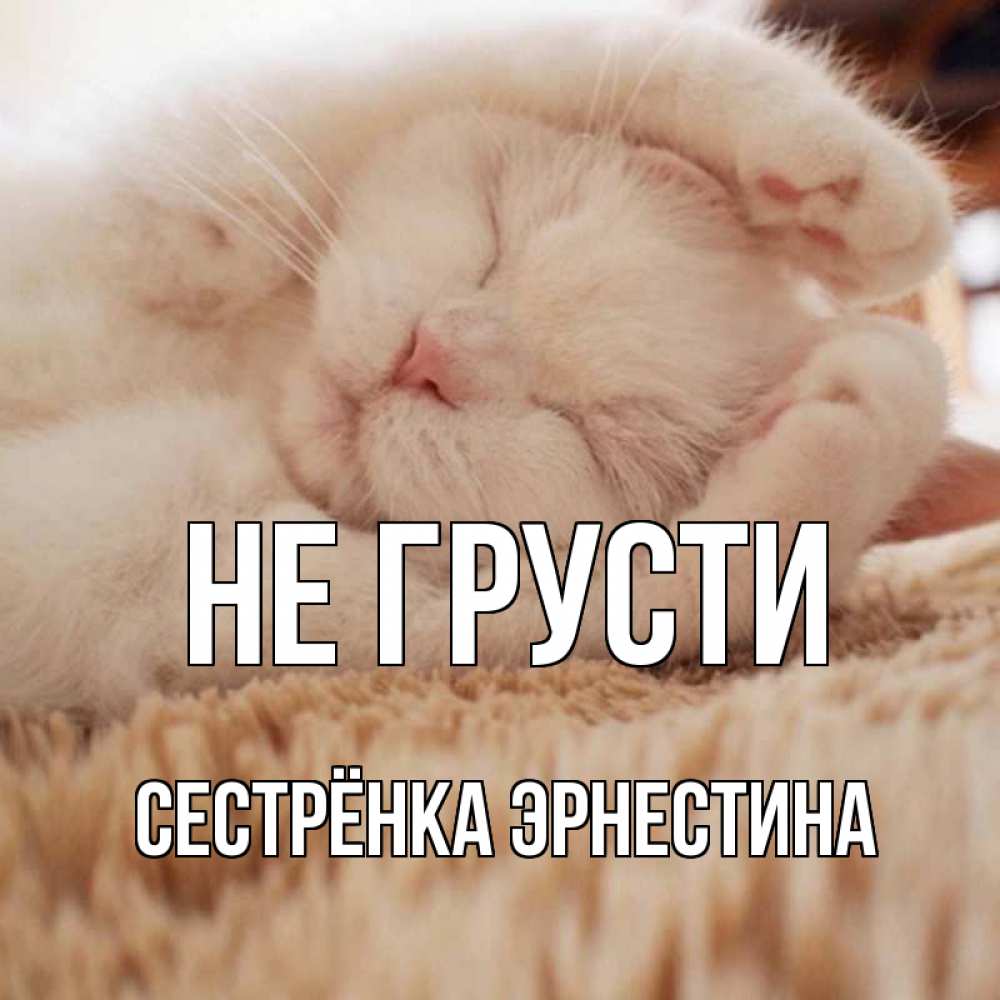 Открытка на каждый день с именем, Сестрёнка-Эрнестина Не грусти белый кот Прикольная открытка с пожеланием онлайн скачать бесплатно 