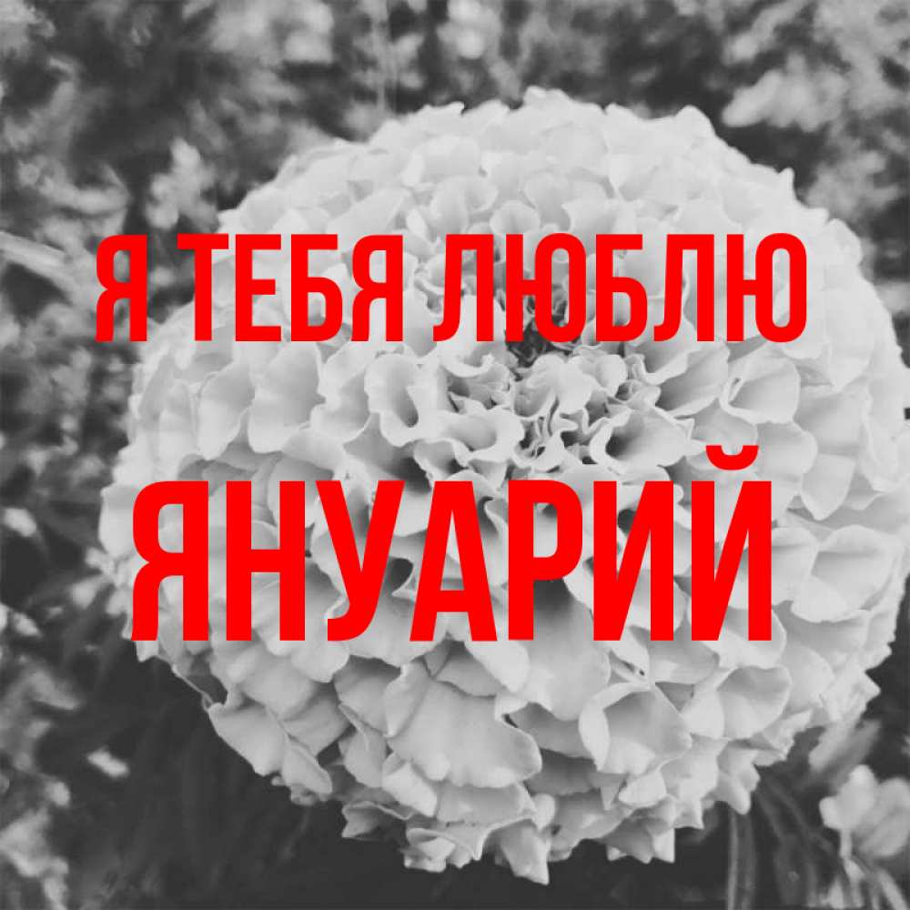 Открытка на каждый день с именем, Януарий Я тебя люблю подпись Прикольная открытка с пожеланием онлайн скачать бесплатно 