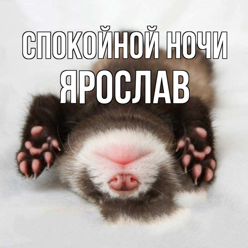 Открытка на каждый день с именем, Ярослав Спокойной ночи зверек Прикольная открытка с пожеланием онлайн скачать бесплатно 