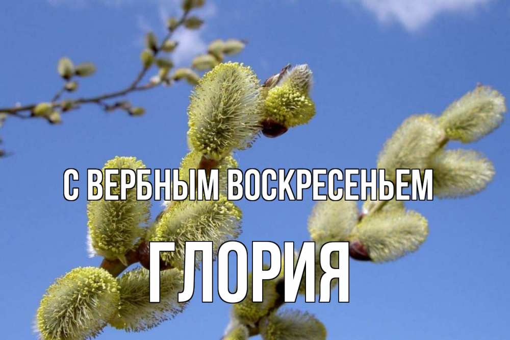 Открытка на каждый день с именем, Глория С вербным воскресеньем верба Прикольная открытка с пожеланием онлайн скачать бесплатно 