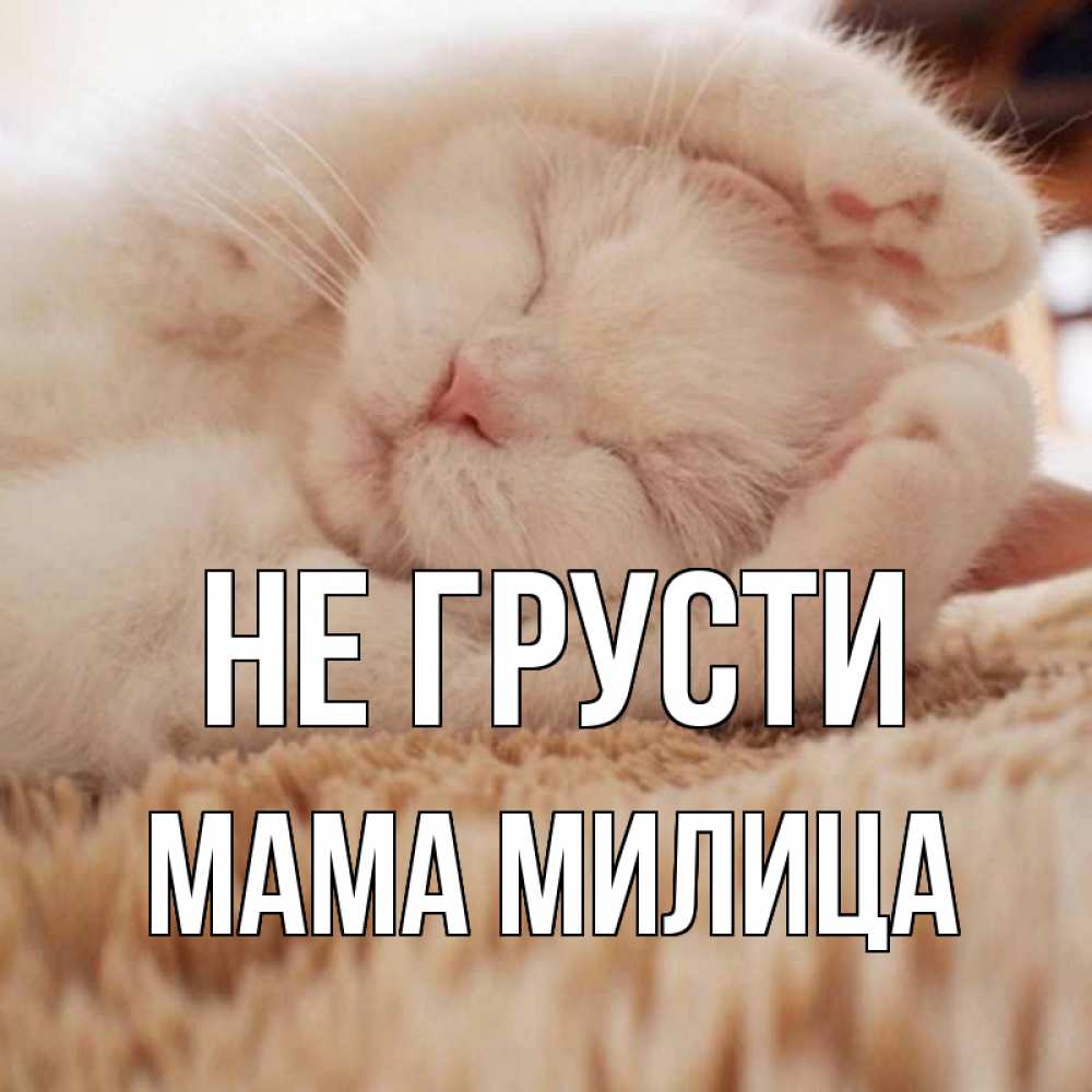 Открытка на каждый день с именем, Мама-Милица Не грусти белый кот Прикольная открытка с пожеланием онлайн скачать бесплатно 
