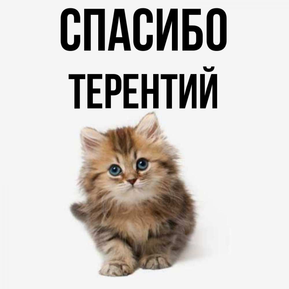 Открытка на каждый день с именем, Терентий Спасибо пушистый котик Прикольная открытка с пожеланием онлайн скачать бесплатно 