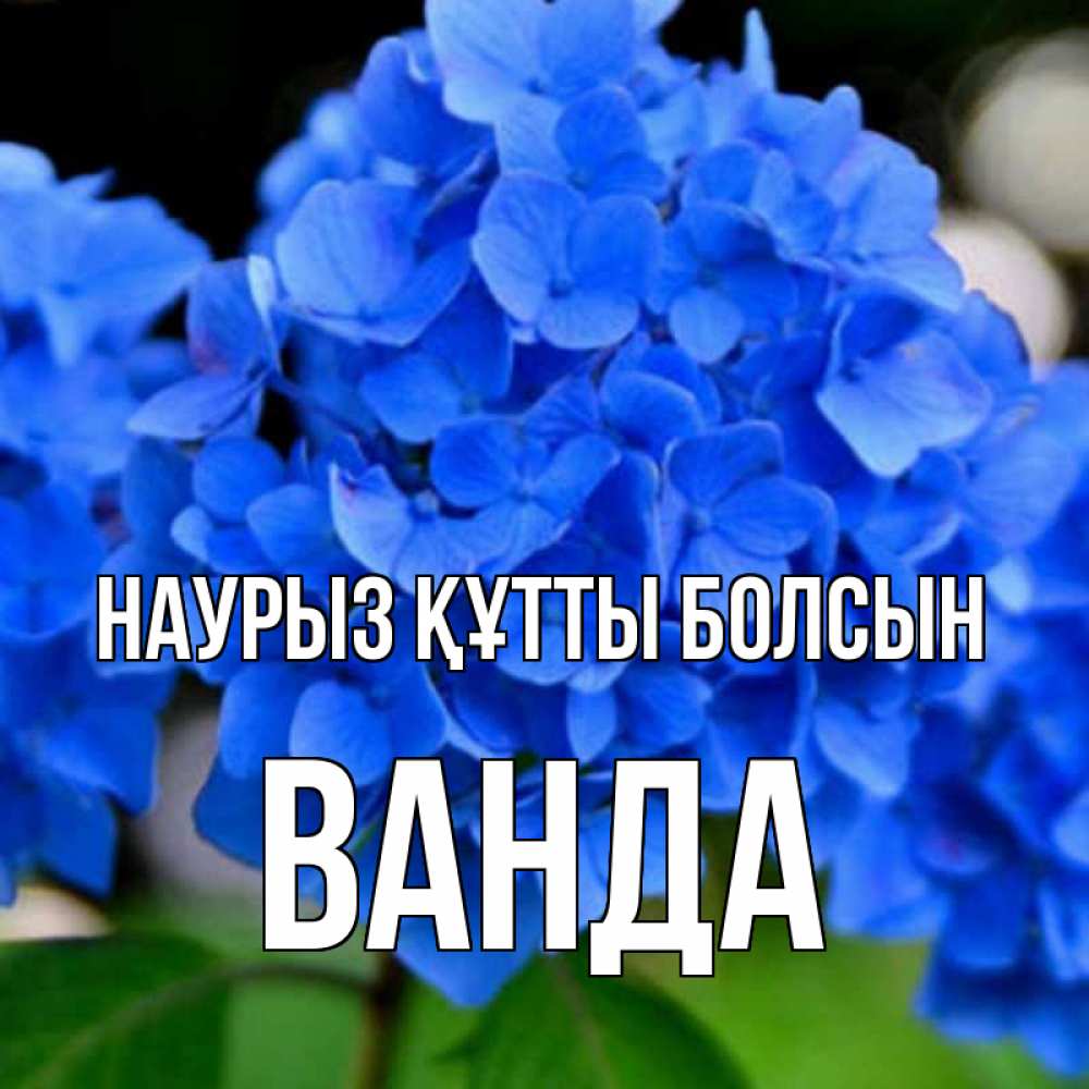 Открытка на каждый день с именем, Ванда Наурыз құтты болсын синие цветы Прикольная открытка с пожеланием онлайн скачать бесплатно 