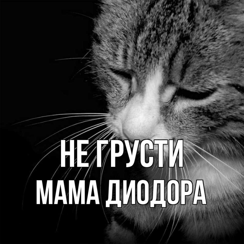 Открытка на каждый день с именем, Мама-Диодора Не грусти грустный котик Прикольная открытка с пожеланием онлайн скачать бесплатно 