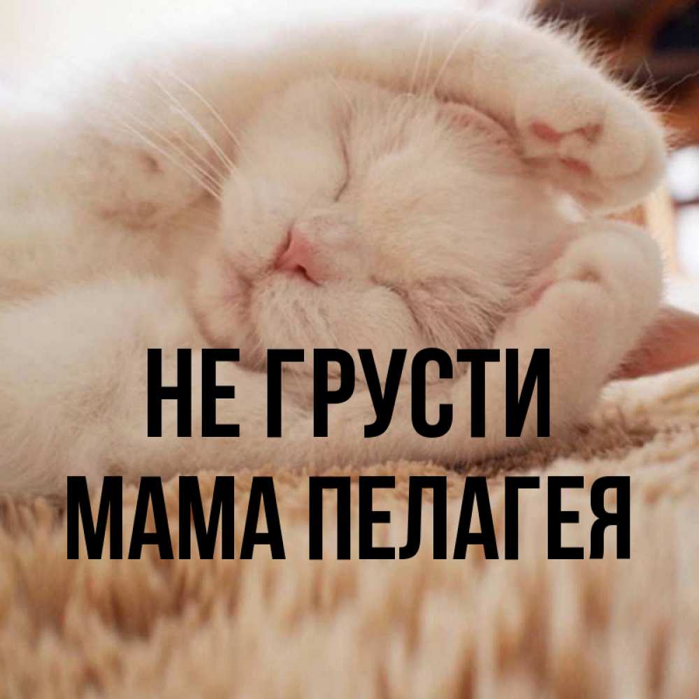 Открытка на каждый день с именем, Мама-Пелагея Не грусти Котенок спит Прикольная открытка с пожеланием онлайн скачать бесплатно 