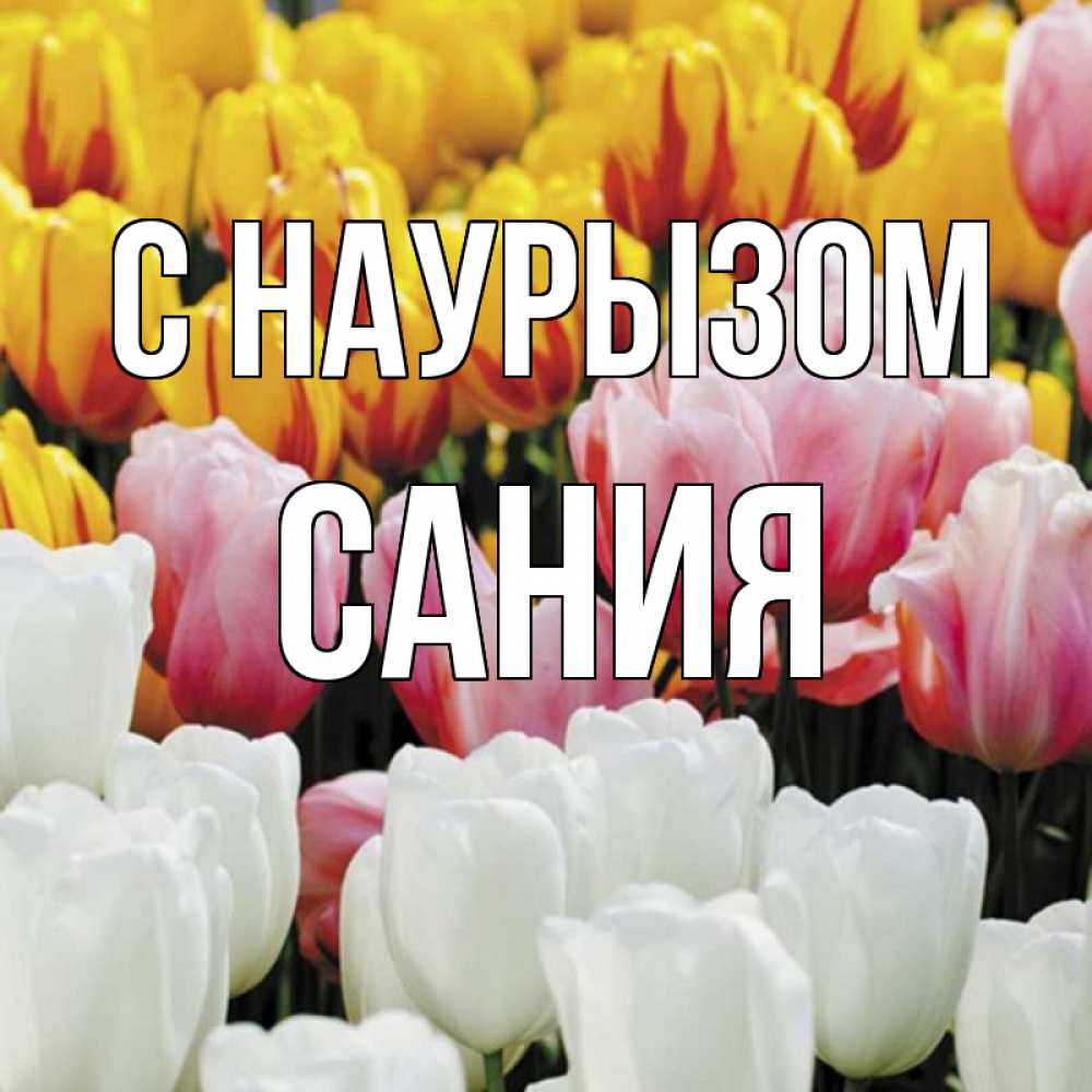 Открытка на каждый день с именем, Сания С наурызом разноцветные цветы Прикольная открытка с пожеланием онлайн скачать бесплатно 