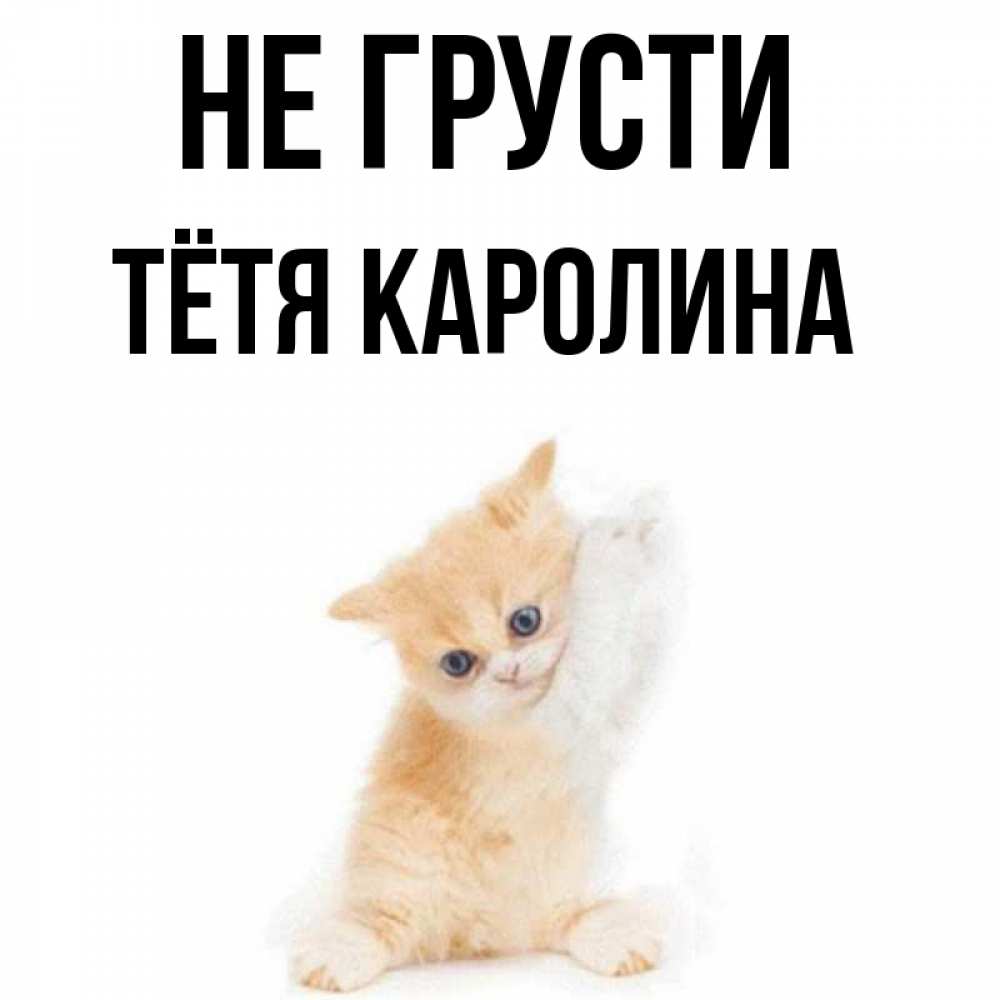 Открытка на каждый день с именем, Тётя-Каролина Не грусти просящий кот Прикольная открытка с пожеланием онлайн скачать бесплатно 