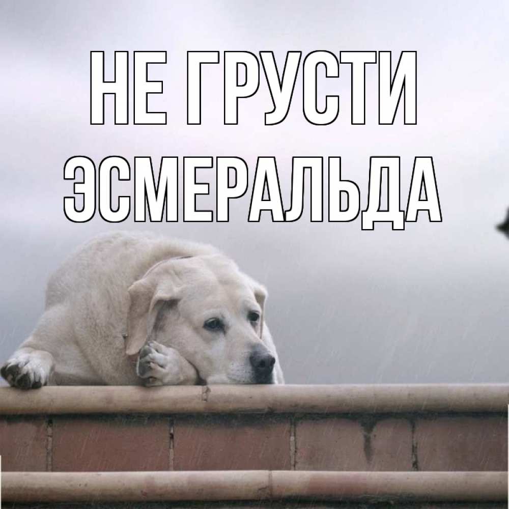 Открытка на каждый день с именем, Эсмеральда Не грусти белый пес 1 Прикольная открытка с пожеланием онлайн скачать бесплатно 