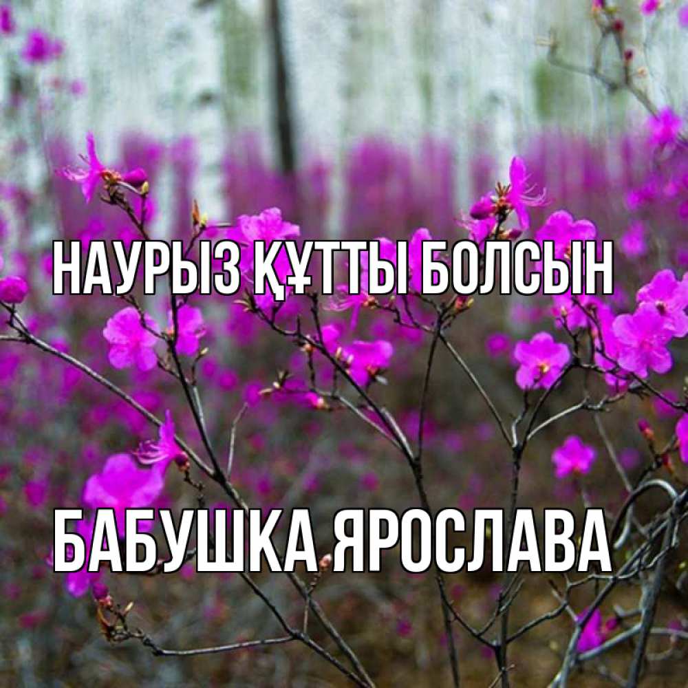 Открытка на каждый день с именем, Бабушка-Ярослава Наурыз құтты болсын дикие цветы Прикольная открытка с пожеланием онлайн скачать бесплатно 