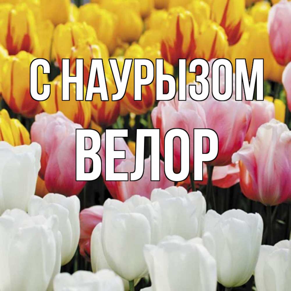 Открытка на каждый день с именем, Велор С наурызом разноцветные цветы Прикольная открытка с пожеланием онлайн скачать бесплатно 
