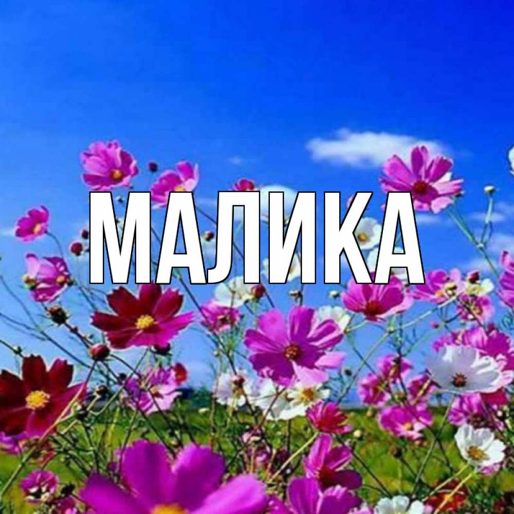 Открытка на каждый день с именем, Малика Главная цветы Прикольная открытка с пожеланием онлайн скачать бесплатно 